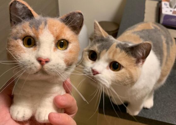 125501822_1094636870993073_4733939045237697920_o